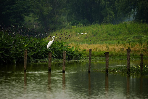 Birds in Xixi Wetland. From Visiting Marco Polo's Favorite City in China