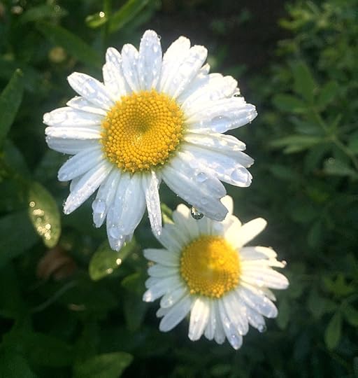 early morning in the garden / things the night owls miss