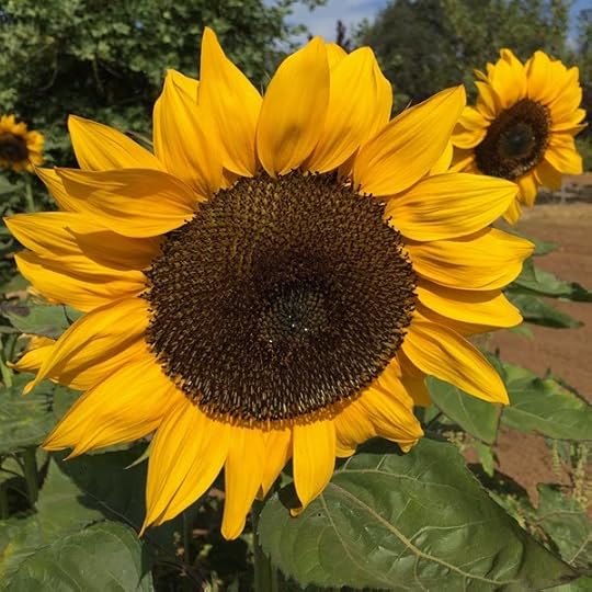 the adventure of life as a sunflower