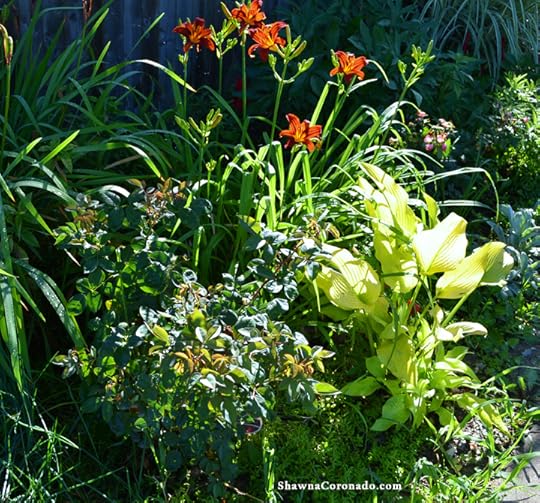 Easy Elegance Roses Mid Summer Plant Review