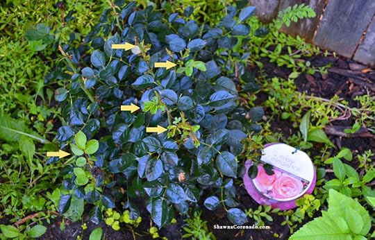 Easy Elegance Roses Mid Summer New Growth