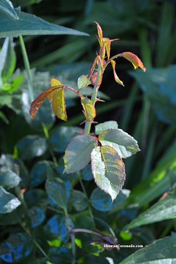 Easy Elegance Roses Mid Summer Plant Growth