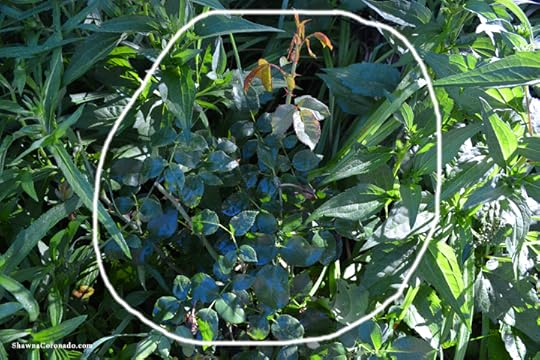 Easy Elegance Roses Mid Summer Disease Resistant