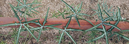 Vine and RailingCropped