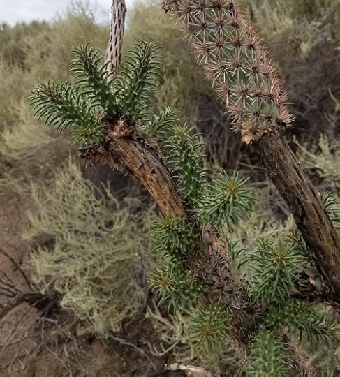 Cholla1cropped