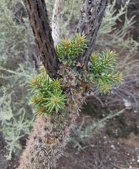 Cholla2cropped