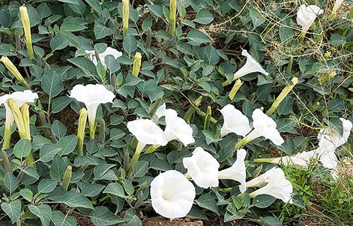 Datura-Bush500