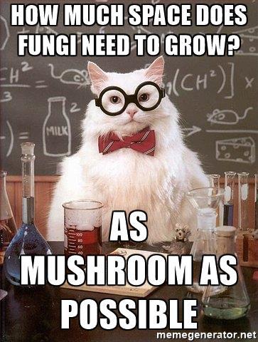 Image result for like a fungi meme