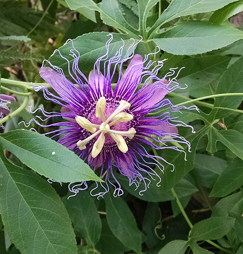 Monsoon PAssion FLower