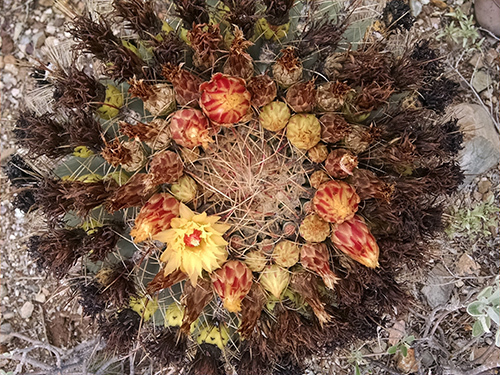 Cactus Monsoon Flowers