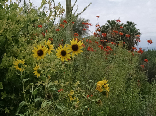Wild Monsoon Flowers
