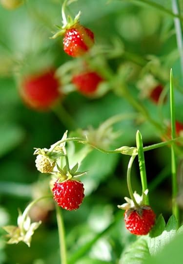 Wild strawberries.