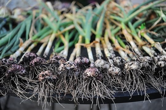 Harvest and Store Your Garlic and Onions_Seattle Urban Farm Co.