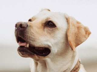 Photo by Mitchell Orr on Unsplash