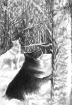 CITM-Dogs in a snowy forest-blog size