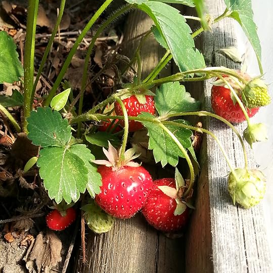 tasty strawberries