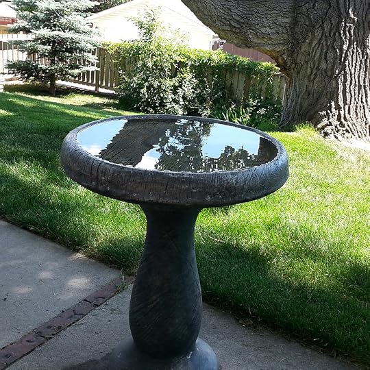 our bird bath aka “pensieve”
