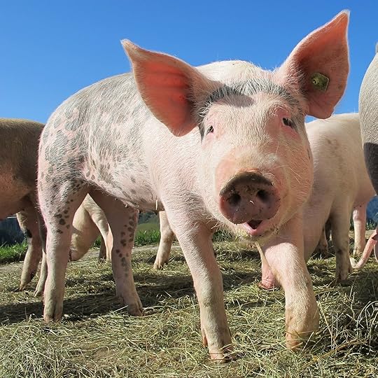 Avoid the PIG of instant gratification