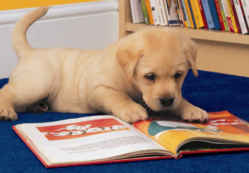 Image result for reading animals