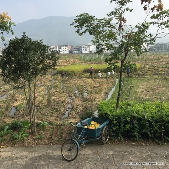 field workers in Cangpo Ancient Village in Yantou Town in Zhejiang Province, Wenzhou, China