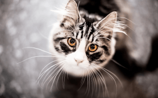 Image result for apprentice cat