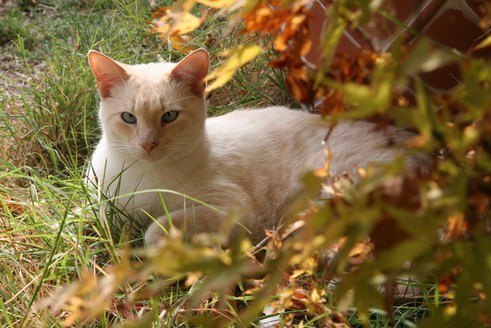 Image result for apprentice cat