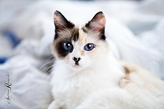 Image result for apprentice cat