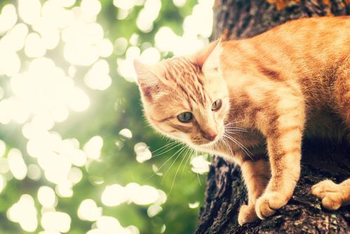 Image result for apprentice cat