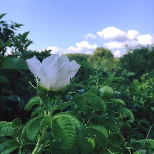 B. Social | Best of the Week