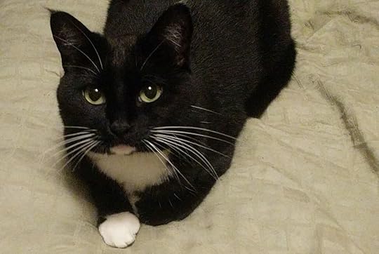 Cats Episode 1: Beezer