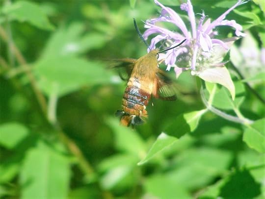 Hummingbird Clearwing Moth