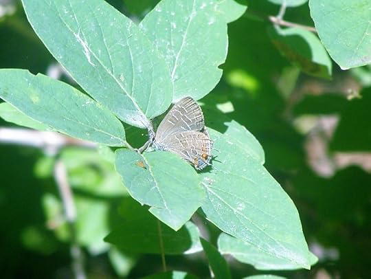 Striped Hairstreak