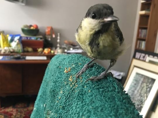 Meet Titi, my lodger this summer, she fell from a nest into my courtyard in early June.