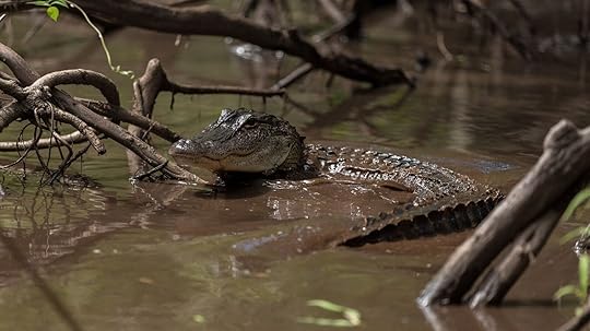 Baby gator