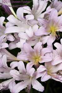 Naked Lady; Surprise Lily; Resurrection Lily; Magic Lily; Lu cong; Lycoris squamigera