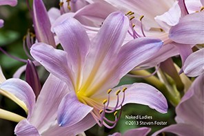Naked Lady; Surprise Lily; Resurrection Lily; Magic Lily; Lu cong; Lycoris squamigera
