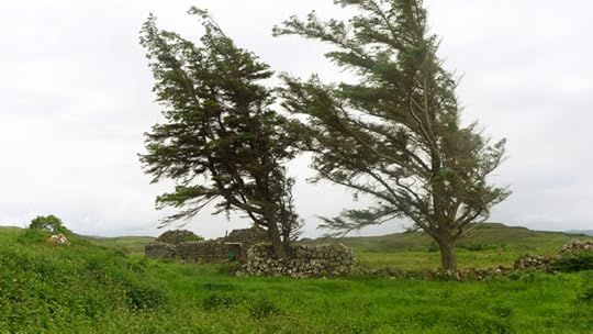 Trees in the ruins of a blackhouse.