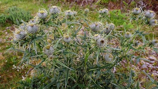 Thistle