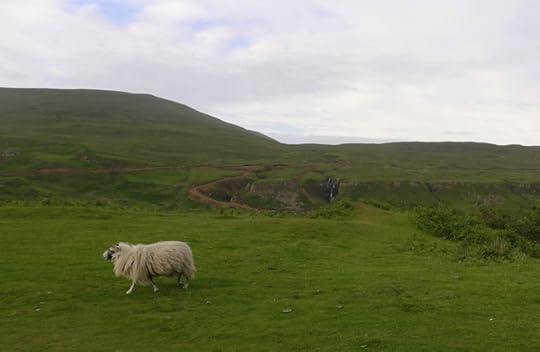 A sheep trots after the herd