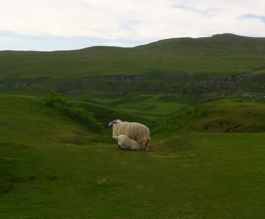 Lamb nursing in the Fairy Glen