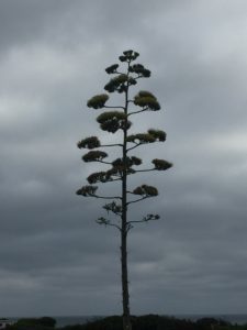 seuss tree 2