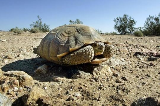 desert tortoise