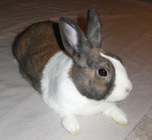 My bunny, Peanut! 