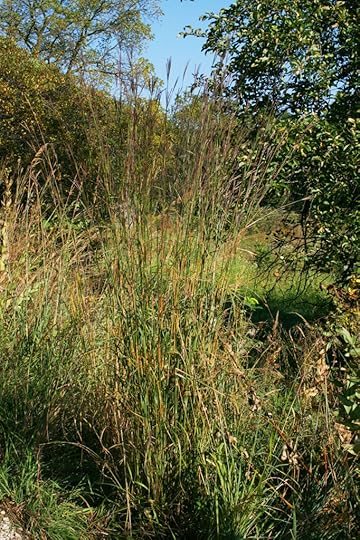 Native - Big Bluestem