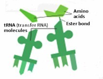 tRNA, known as transfer RNA, fabricated in the cell, gather amino acids, delivered just in time, to produce proteins
