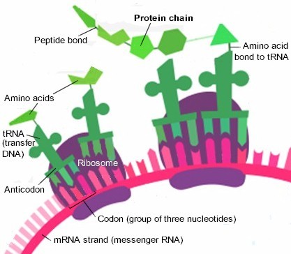 The 'factory' chain line production as a ribosome moves along a strand of mRNA to bring all the amino acids together for a particular protein.