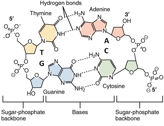 Our DNA is composed of billions of base pairs of only four different nucleotides A, C, G, and T. It is the sequence of of these 4 elements that makes each of us individuals.