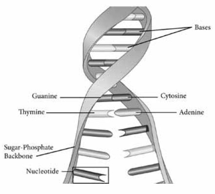 Double-helix DNA showing how each nucleotide is attached to the outside backbone while also being able to disasociate in the middle for reproduction purposes.