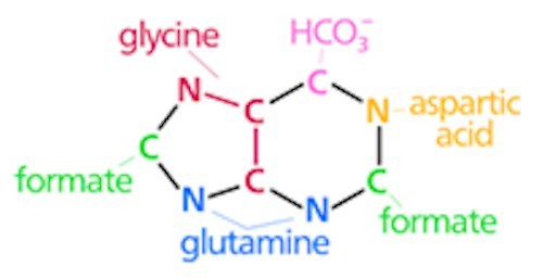 A purine ring, one of the basic components of DNA, composed of carbon and nitrogen, that has been formed by various complex pathways.