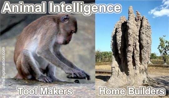 Animal Intelligence - How is it they show human-like capabilities such as Tool Making and Home Building?